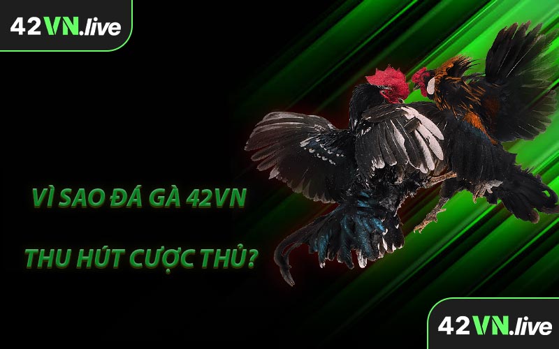 Vì Sao Đá Gà 42VN Thu Hút Cược Thủ?